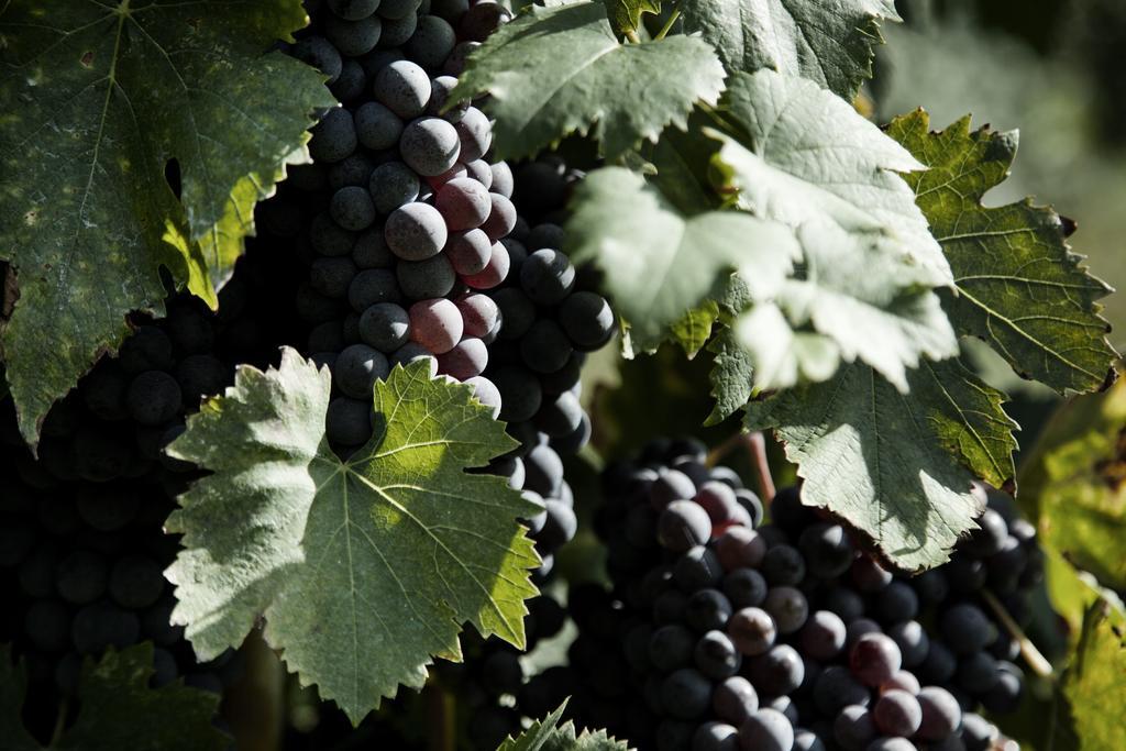 הוילה צ'רטו גואידי Tenuta Di Colle Alberti Agriturismo מראה חיצוני תמונה