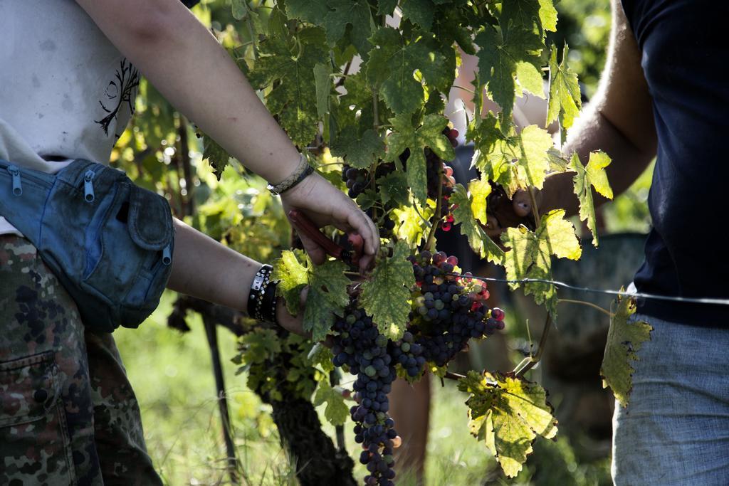 הוילה צ'רטו גואידי Tenuta Di Colle Alberti Agriturismo מראה חיצוני תמונה