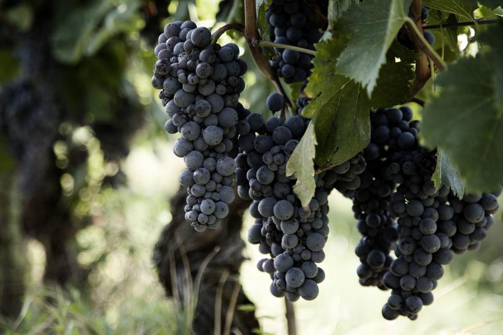 הוילה צ'רטו גואידי Tenuta Di Colle Alberti Agriturismo מראה חיצוני תמונה