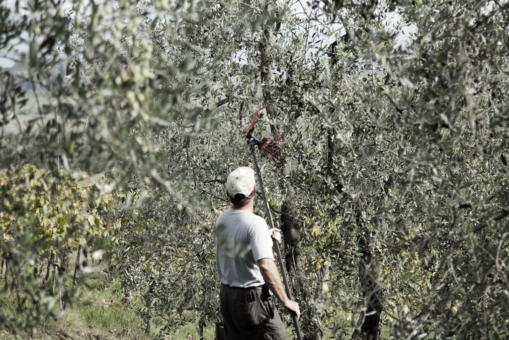 הוילה צ'רטו גואידי Tenuta Di Colle Alberti Agriturismo מראה חיצוני תמונה