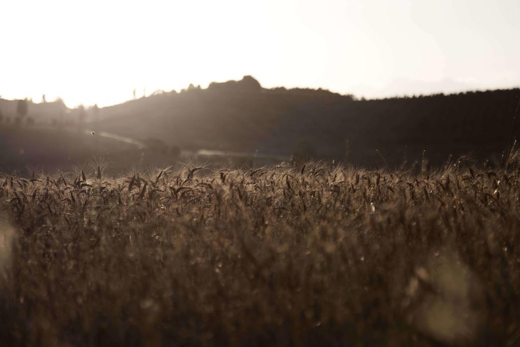 הוילה צ'רטו גואידי Tenuta Di Colle Alberti Agriturismo מראה חיצוני תמונה